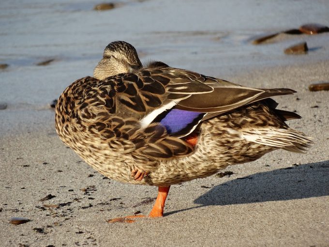 mallard duck napping