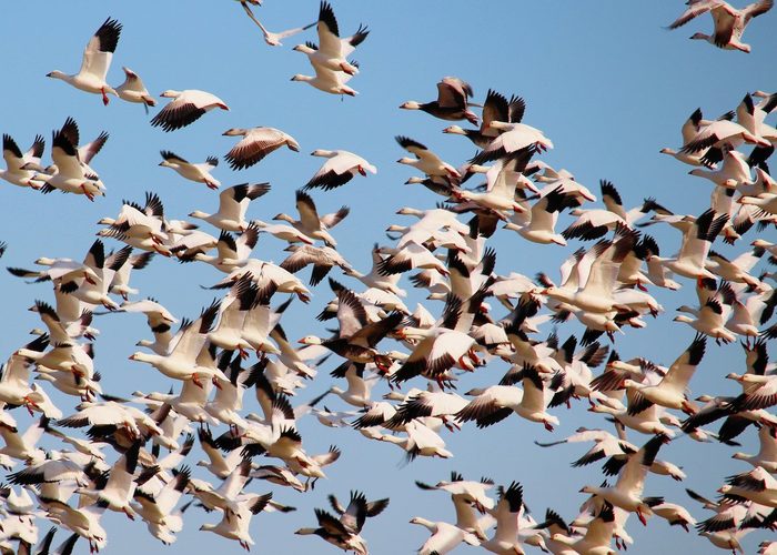 snow geese