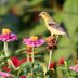 Plant a Goldfinch Garden With Their Favorite Plants
