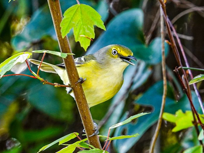white eyed vireo