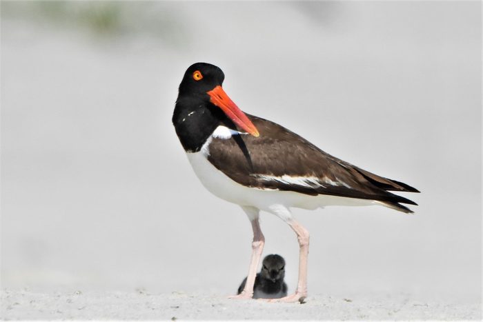 american oystercatcher