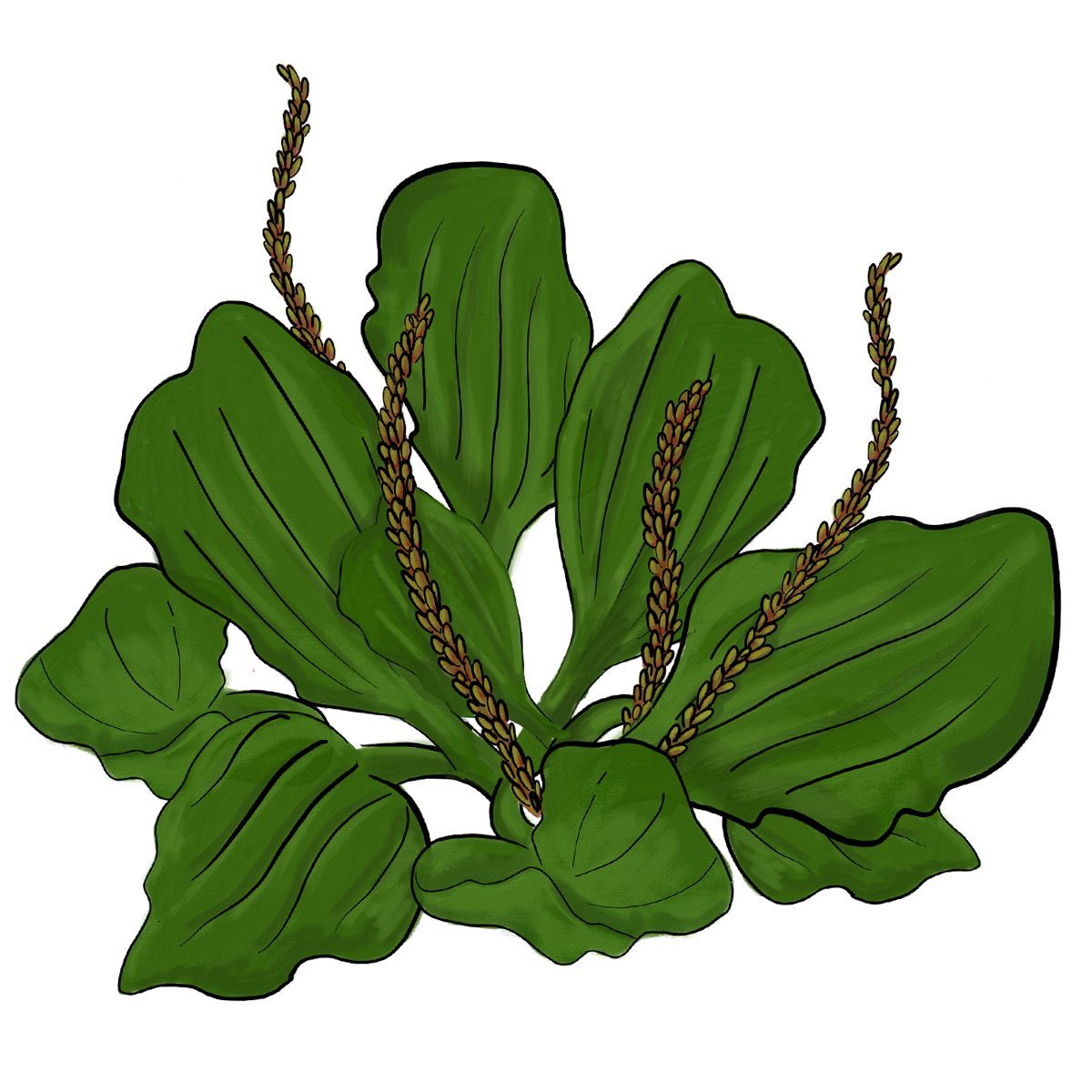 Broadleafplantain