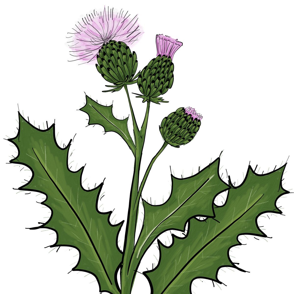 Canadathistle