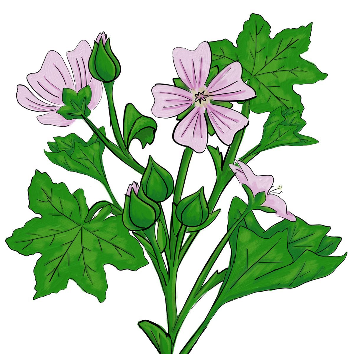 Commonmallow