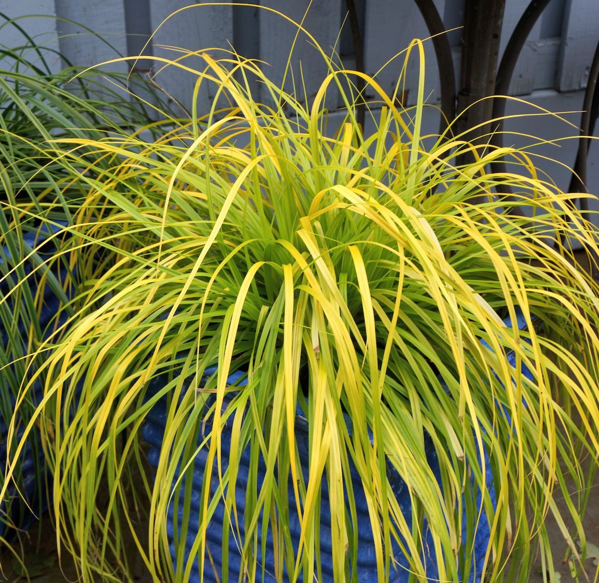 Evercolorcarexeverillo