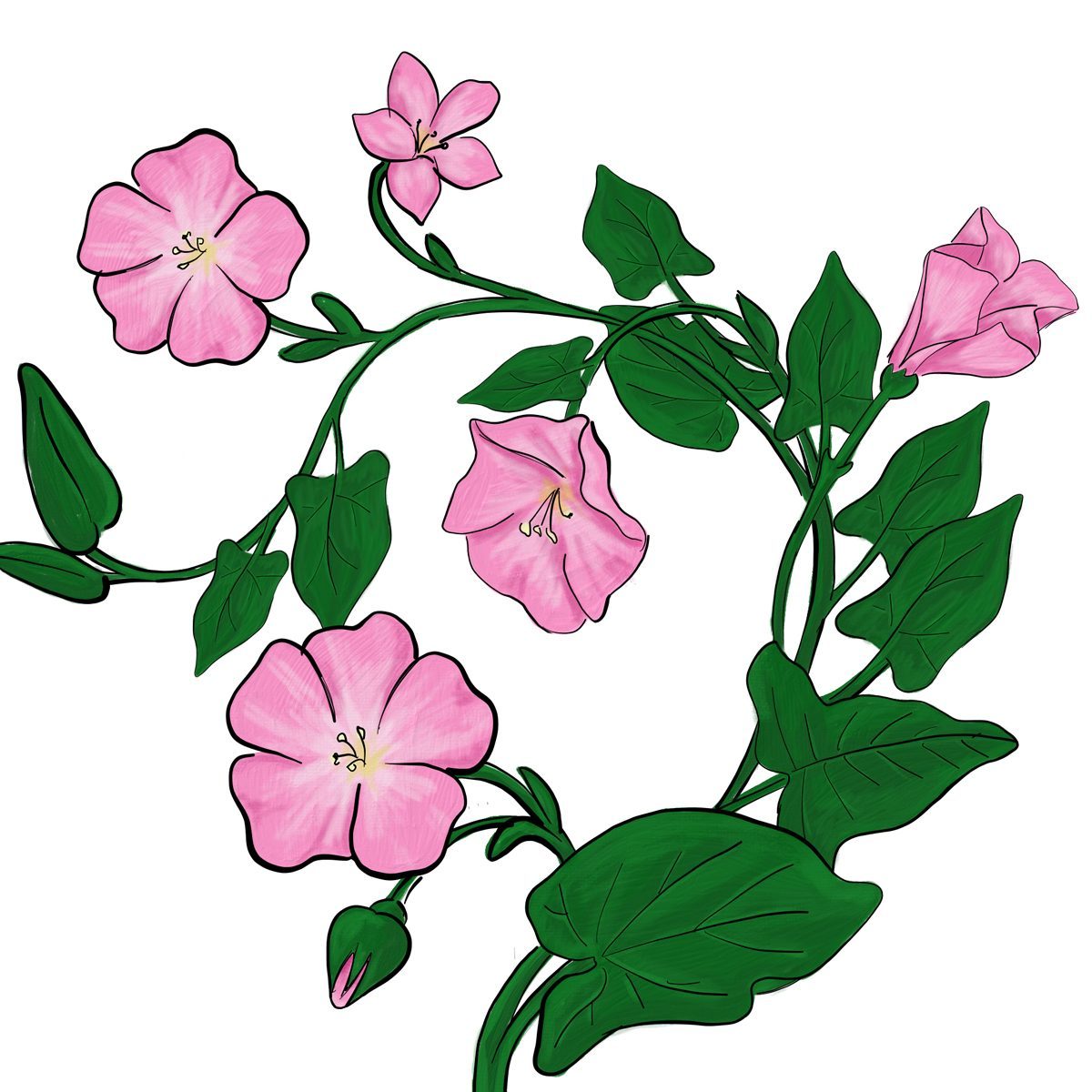 Fieldbindweed