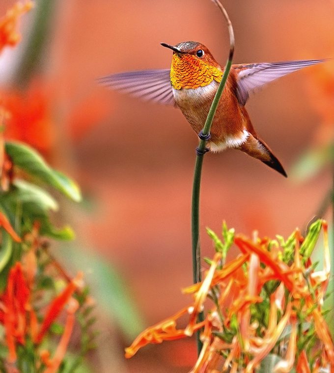 Male Allen's Hummingbird About To Start Flying