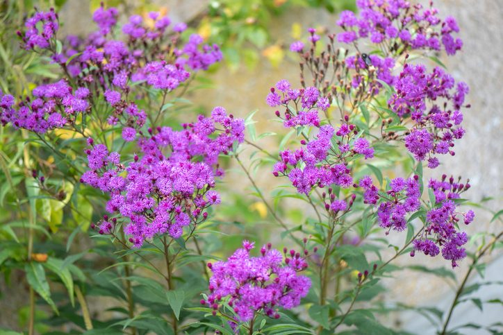 Close-up image of the late summer flowering Ironweed purple flowers also known as Vernonia fasciculata