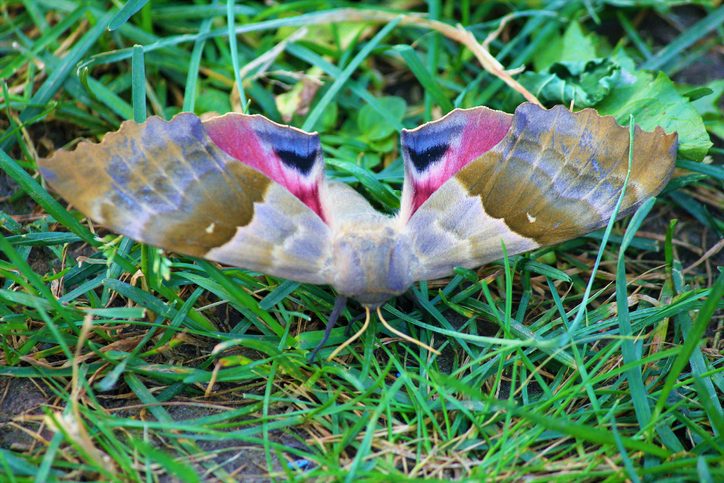 Big Poplar Sphinx (Modest Sphinx) - Moth