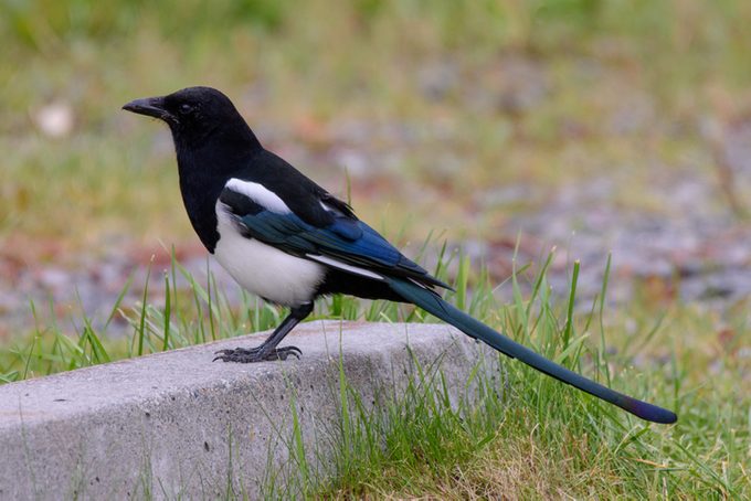 Black-billed Magpie in Alaska