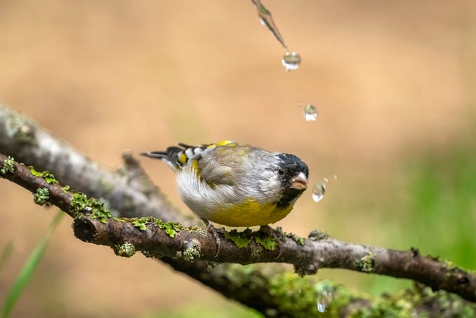 Lawrence's Goldfinch Getting a Drink