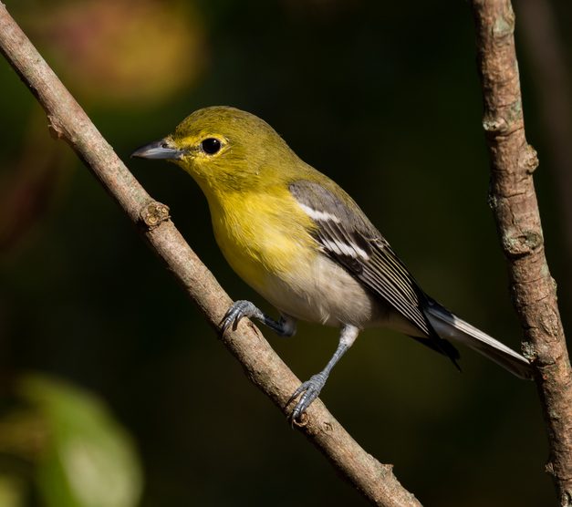 Yellow-throated Vireo