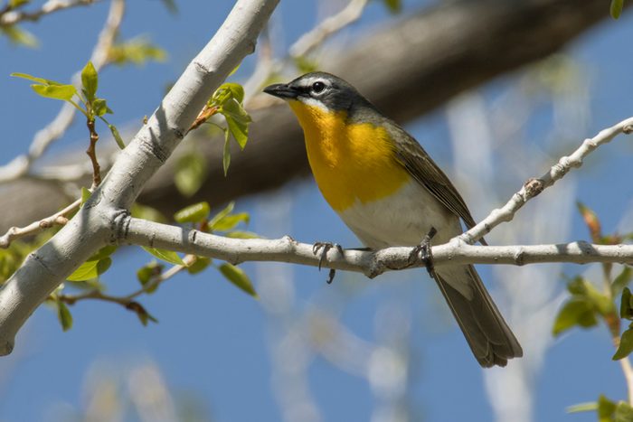 Yellow breasted chat Red Rocks Park Jefferson County Colorado