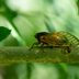 Annual and Periodical Cicadas: What You Should Know