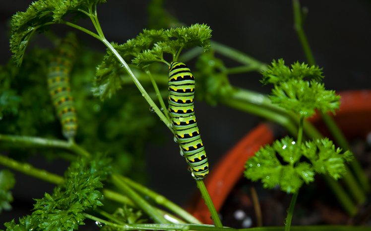 parsley caterpillar, Black Swallowtail Caterpillar