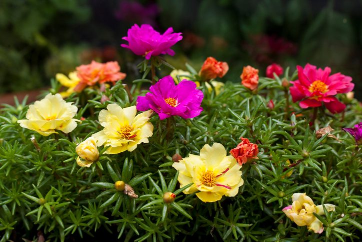 Summer Flowers, portulaca