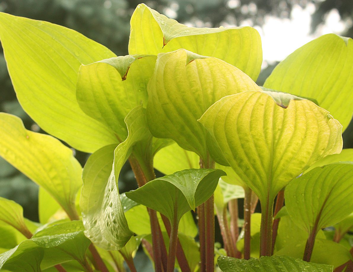 Hosta