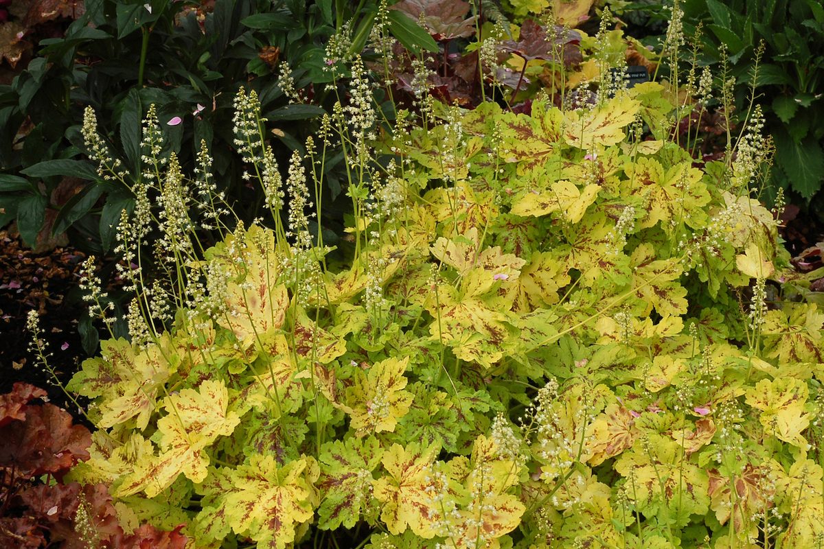 Heucherella Solar Power 4b