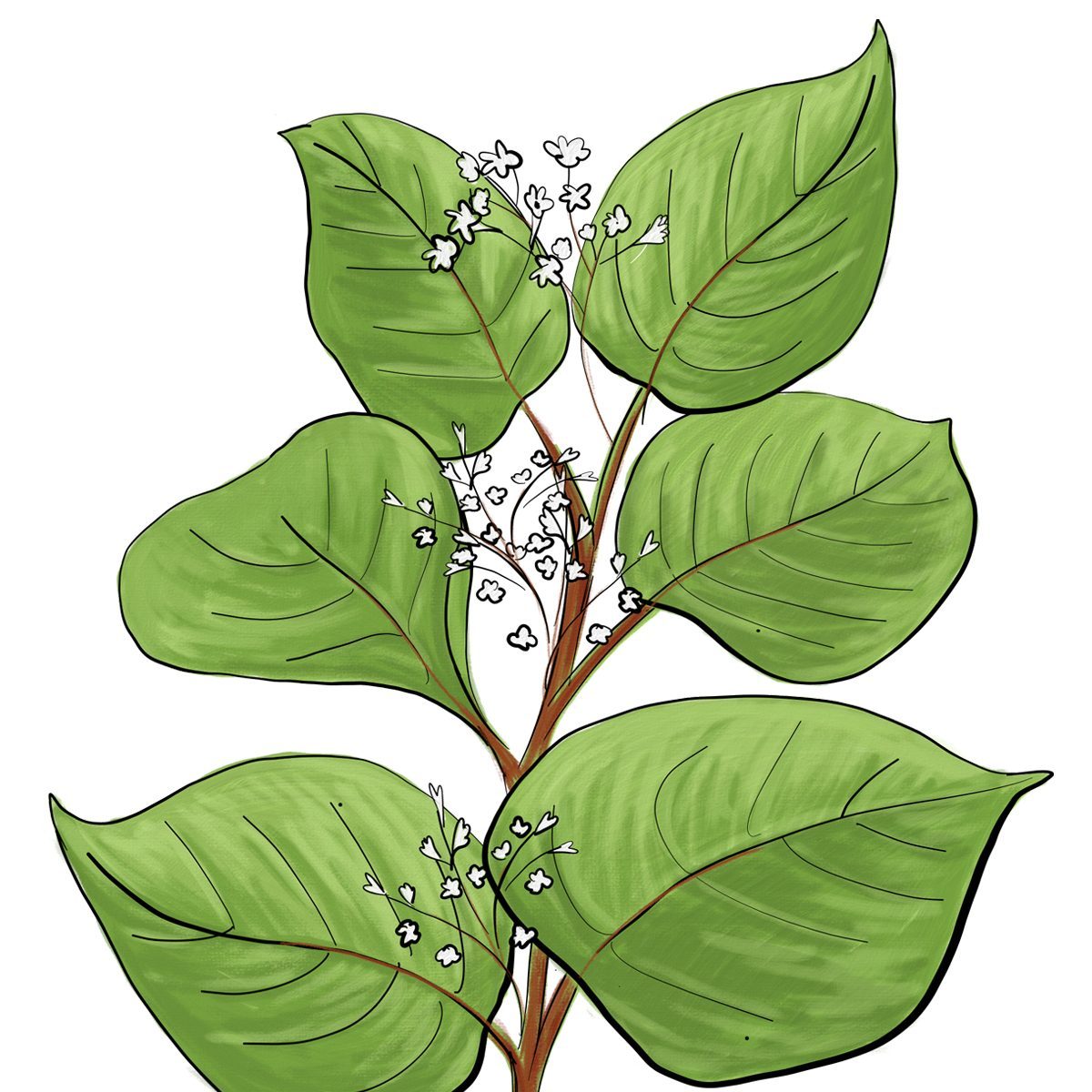 Japaneseknotweed