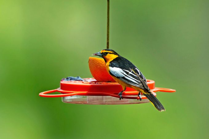 Oriolebullocks Feeder Cd Masw2455