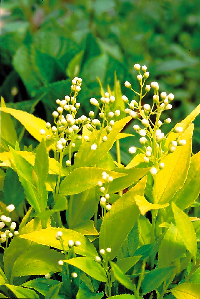 small plants, Pwchardonnaypearlsdeutzia