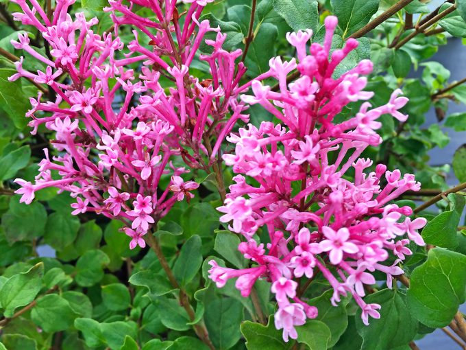 small plants, Pwbloomerang Dwarf Pink Lilac