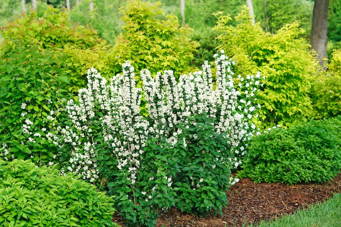 small plants, Pwphiladelphus Illuminati Tiny Tower2