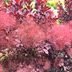 9 Best Fall Bushes and Shrubs to Grow