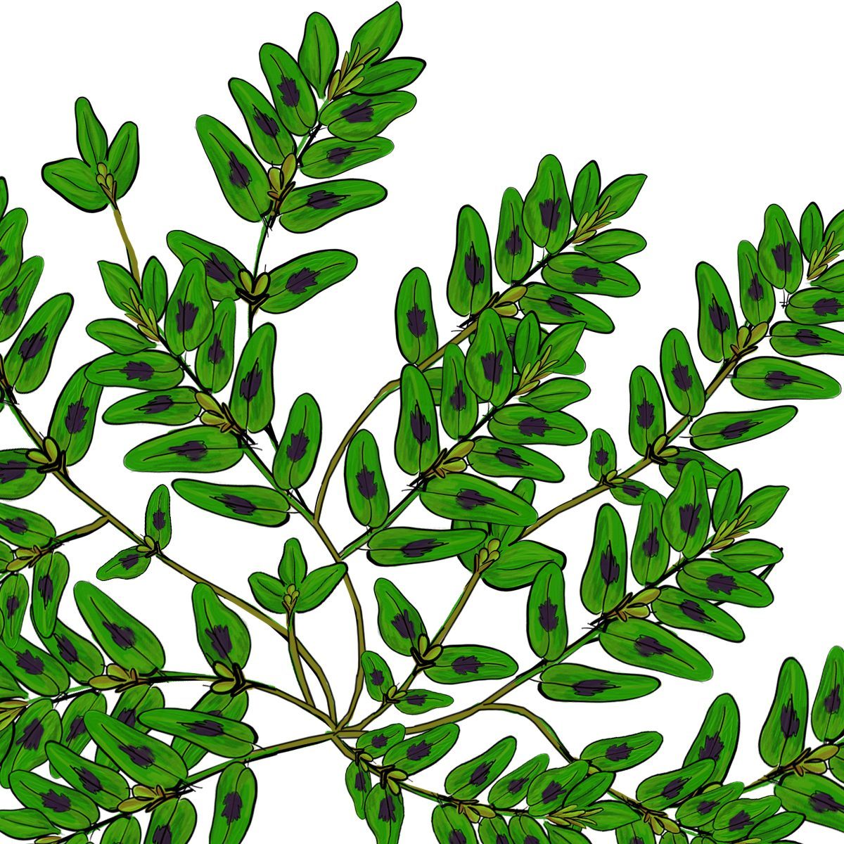 Prostratespurge