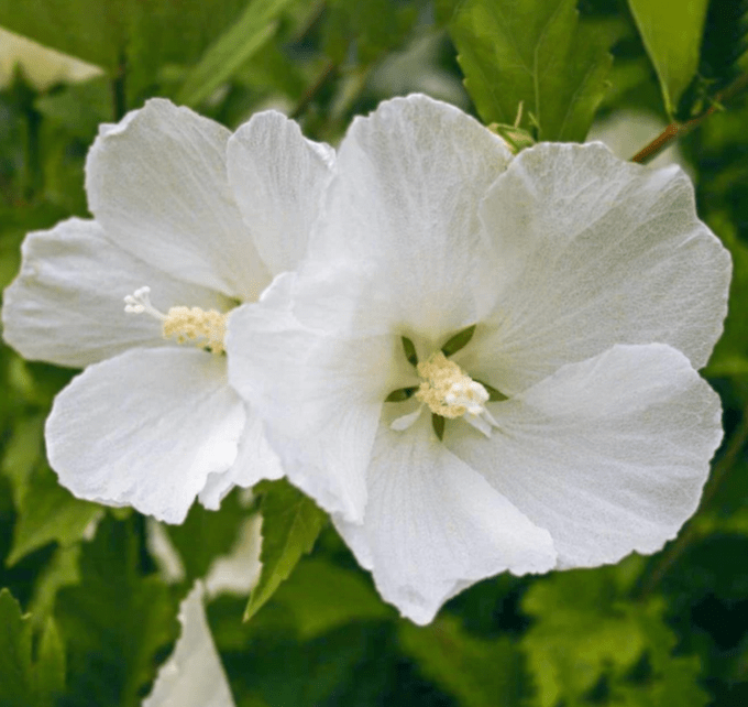 diana rose of sharon, small plants