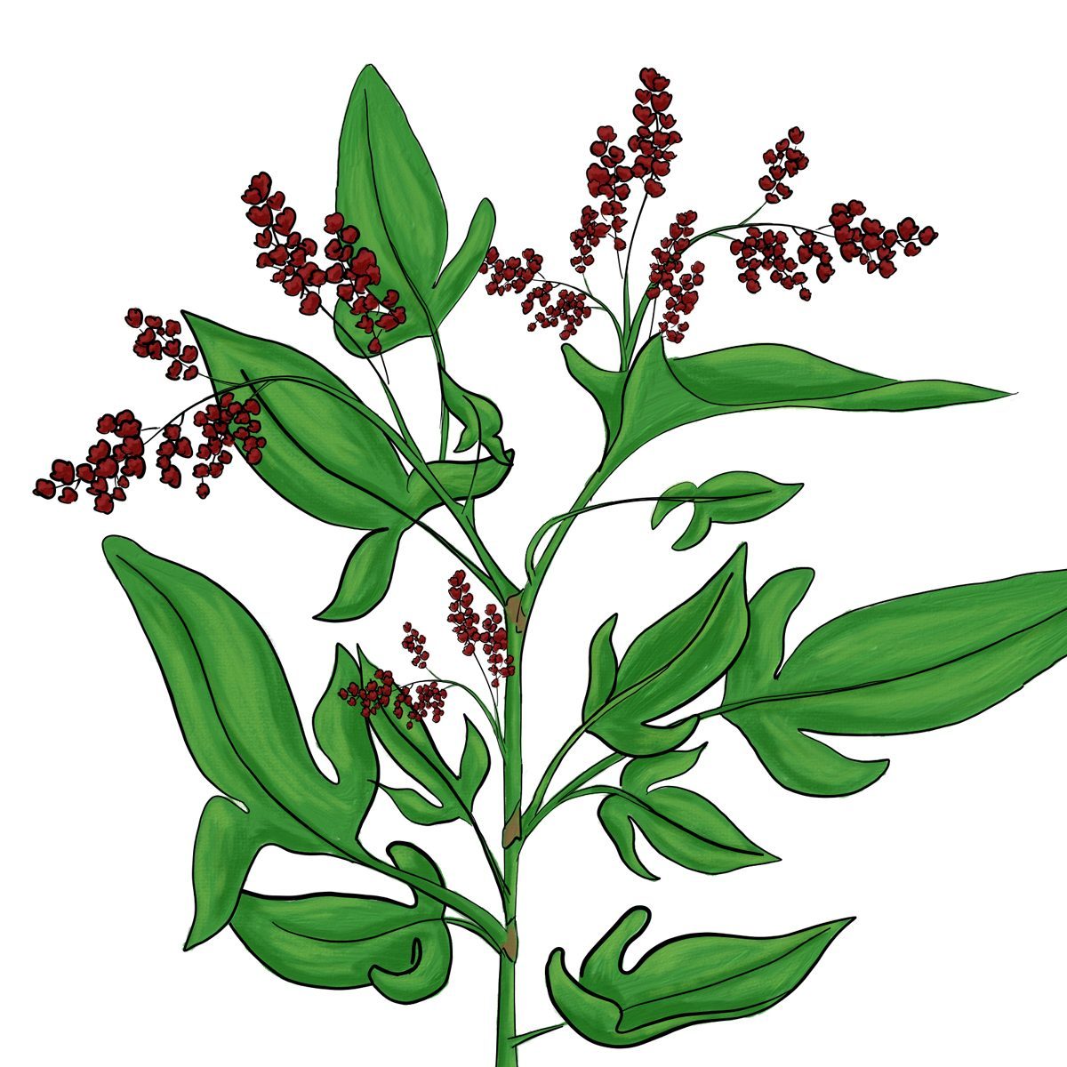 Sheepsorrel