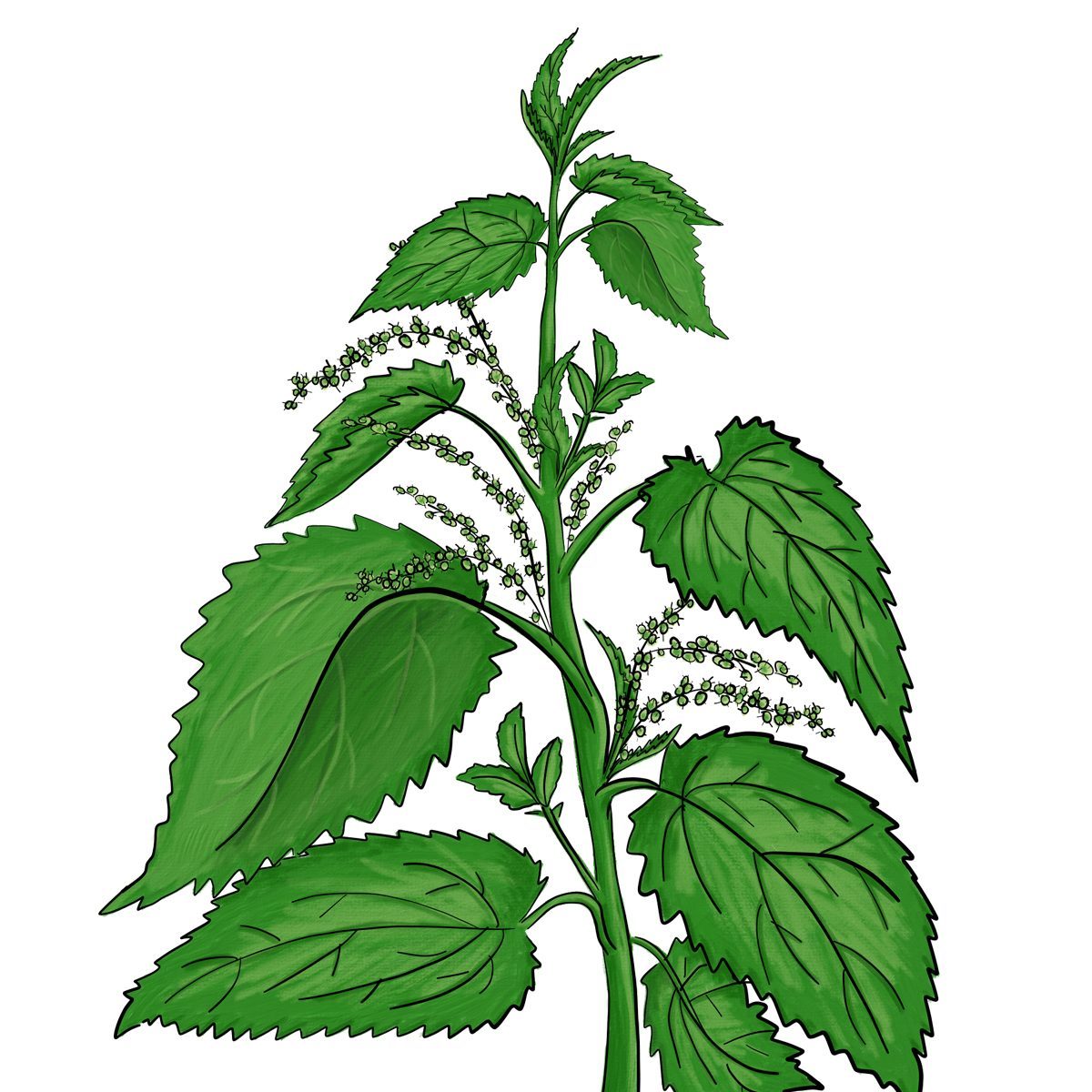 Stingingnettle