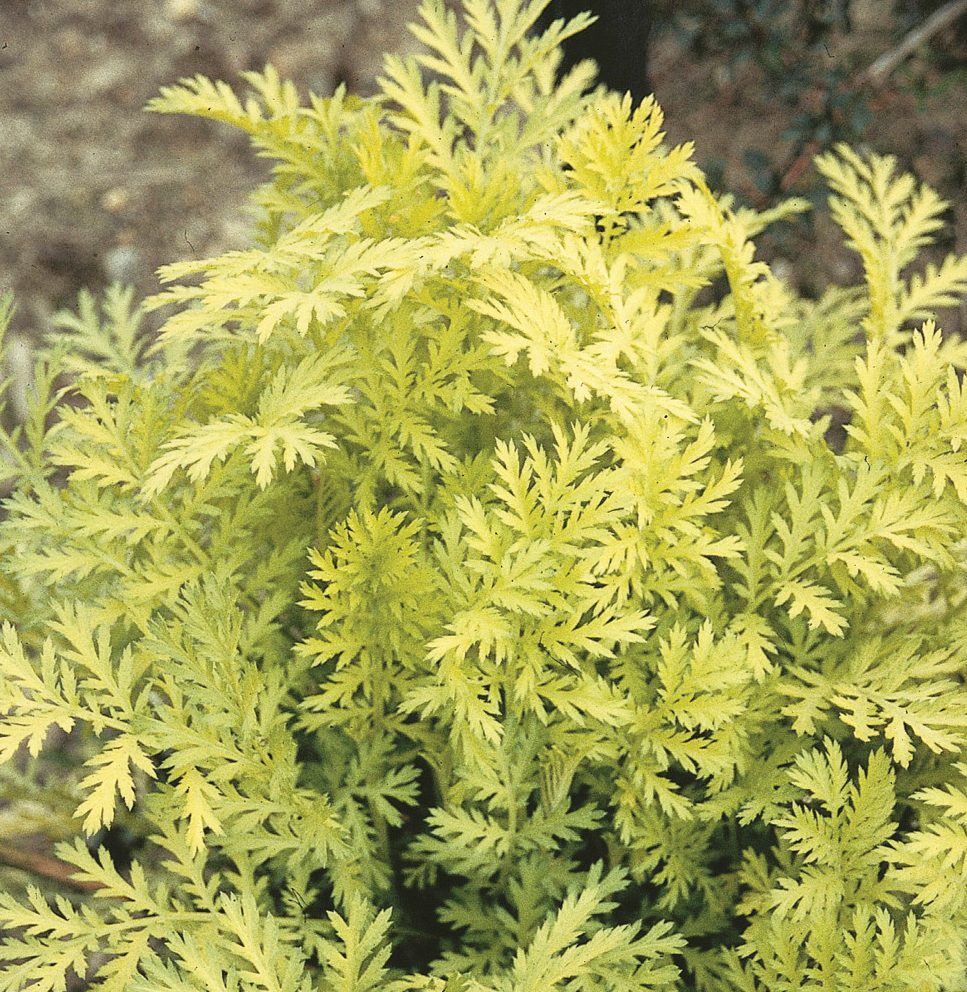 Tanacetumislagold