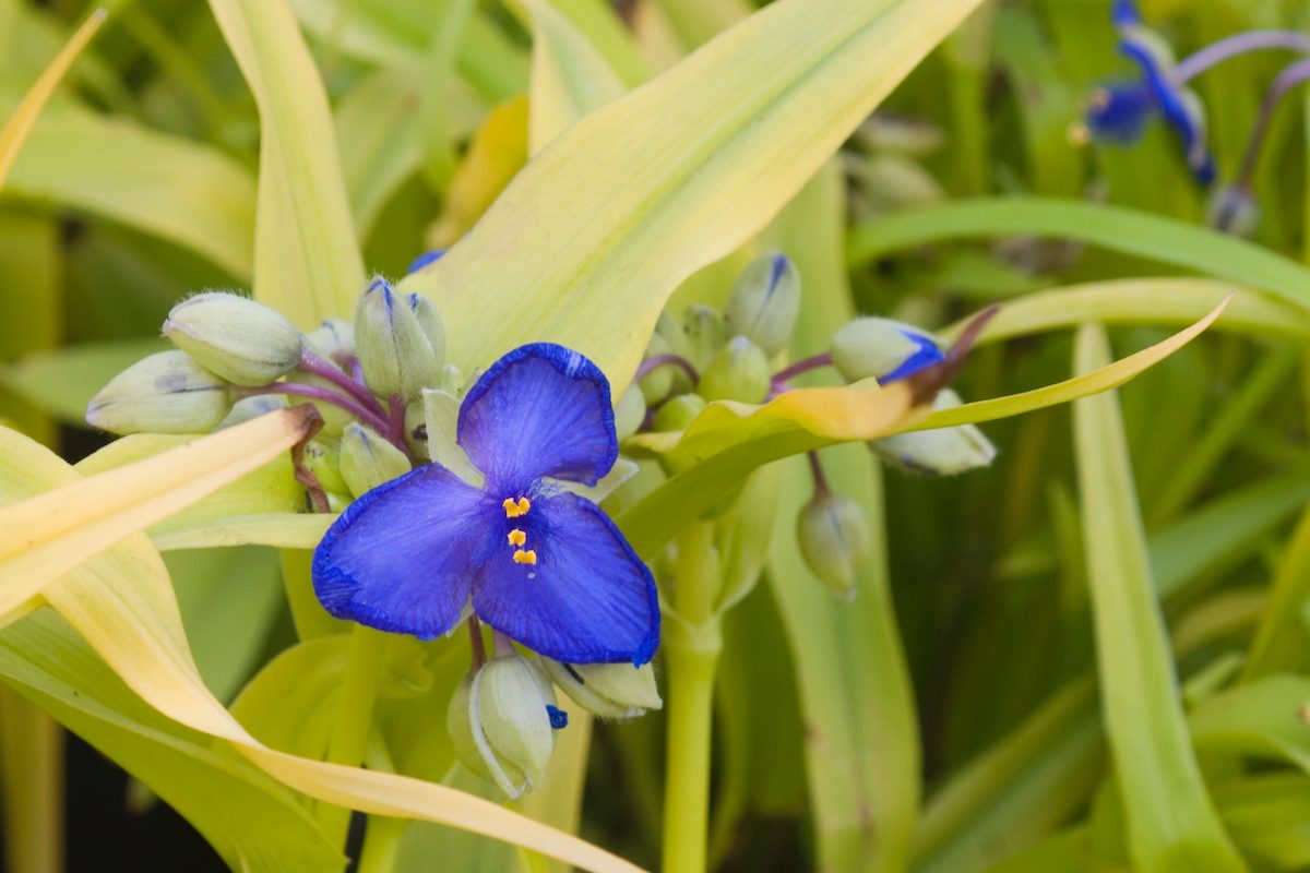 Tradescantia Sweet Kate Perennial Flower