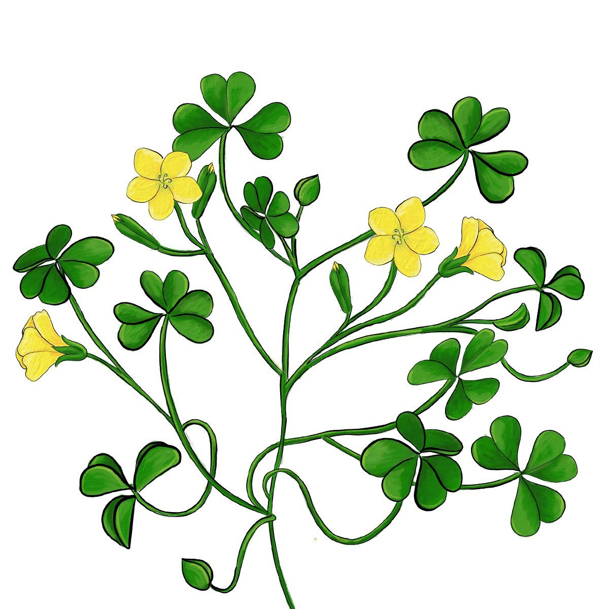 Yellowwoodsorrel