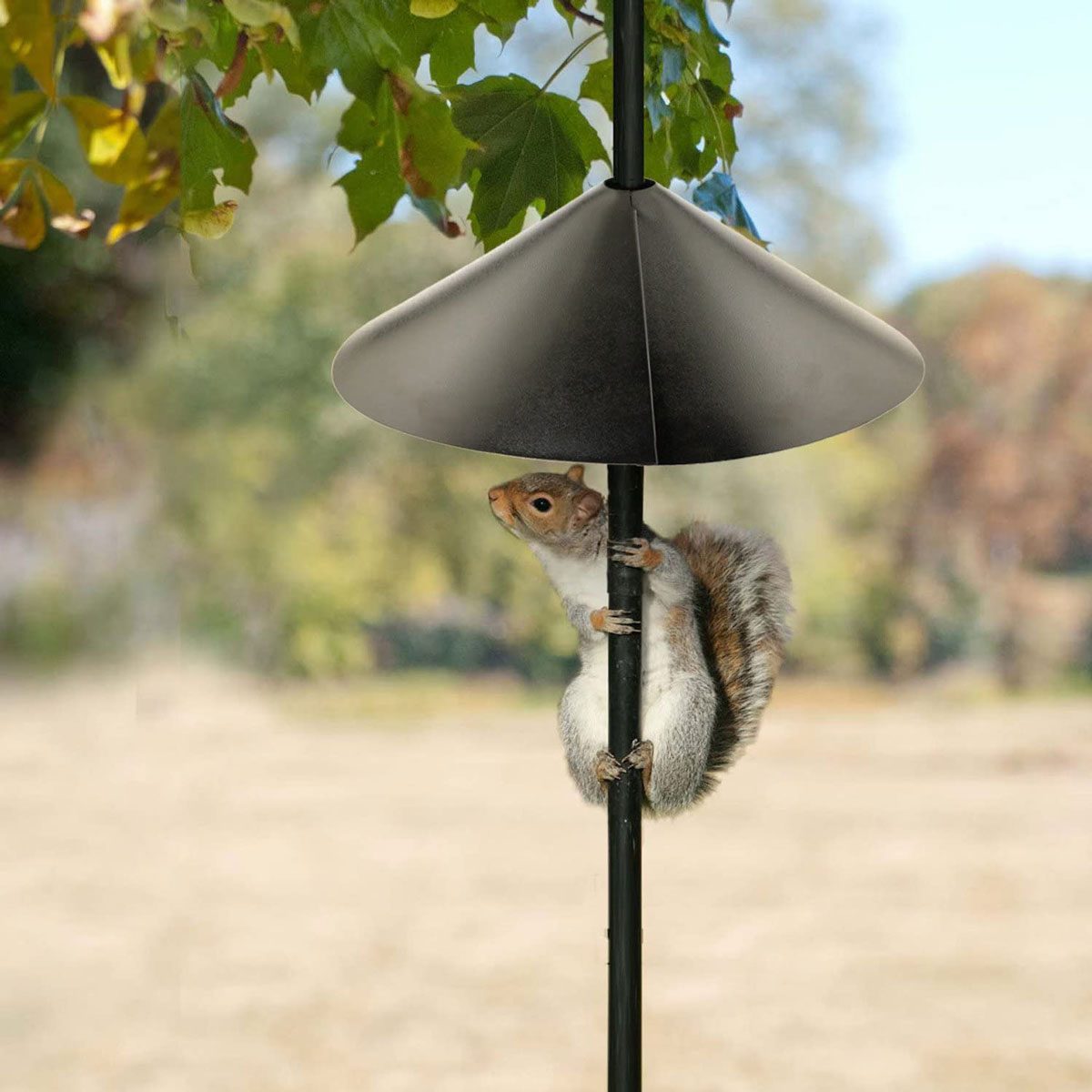 Bird Feeder Pole Squirrel Baffle 71ulsbtxcrl Ac Sl1500 
