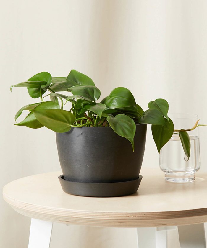 Bloomscape Philodendron Heartleaf Charcoal 0621 Scaled E1625248672512