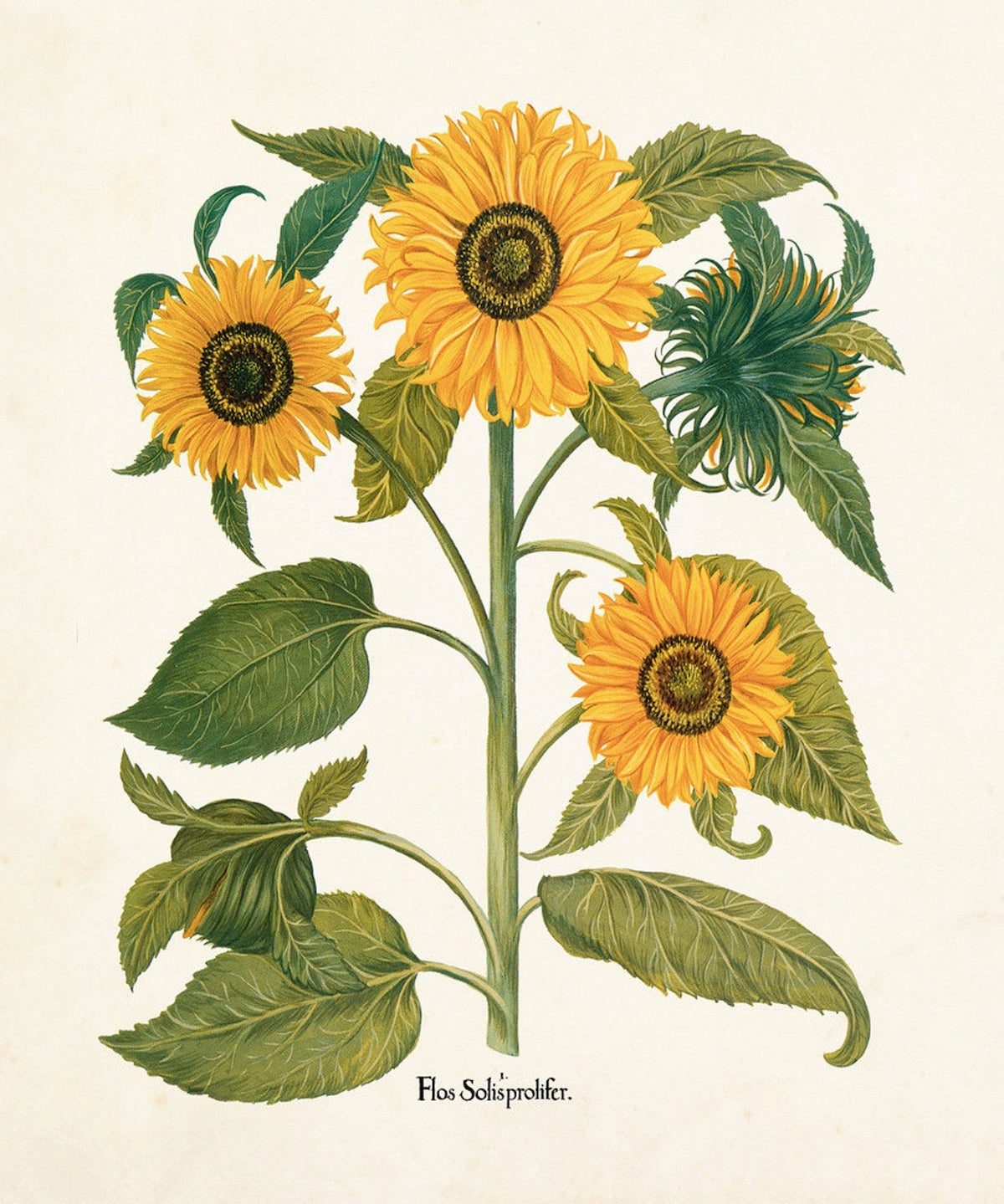 sunflower print