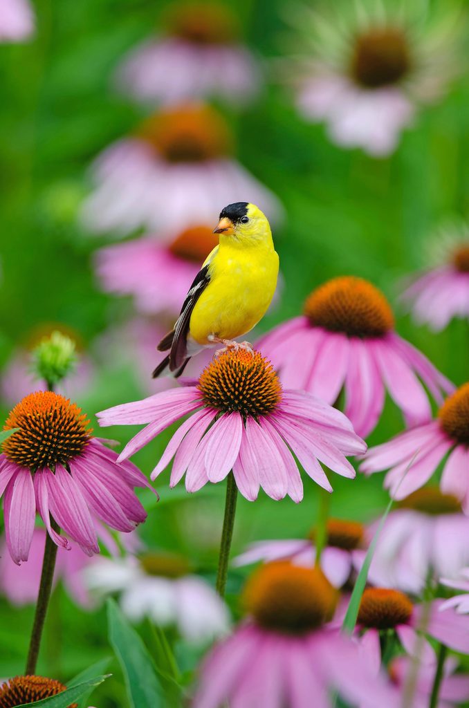 american goldfinch