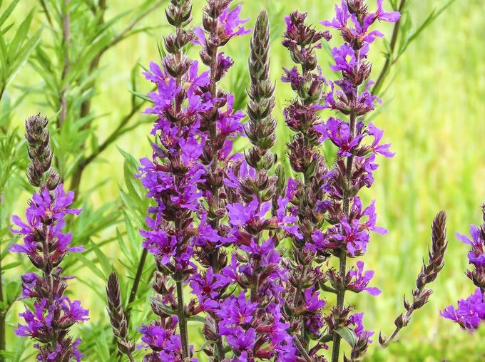 invasive plants