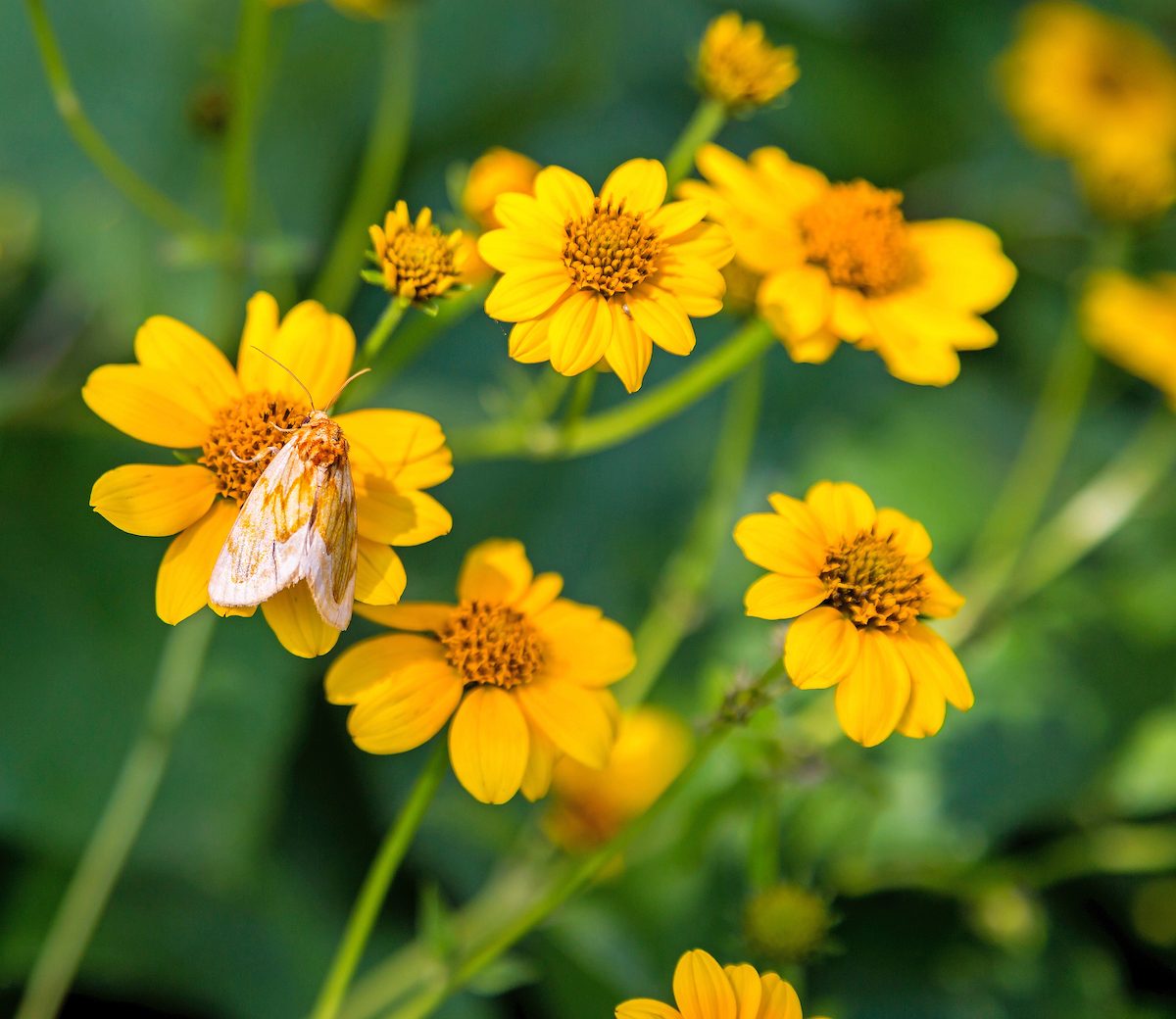 isabella tiger moth