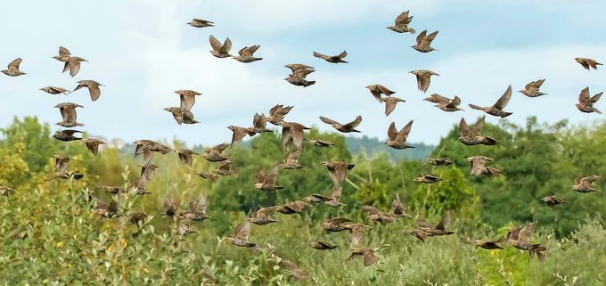 starling flock