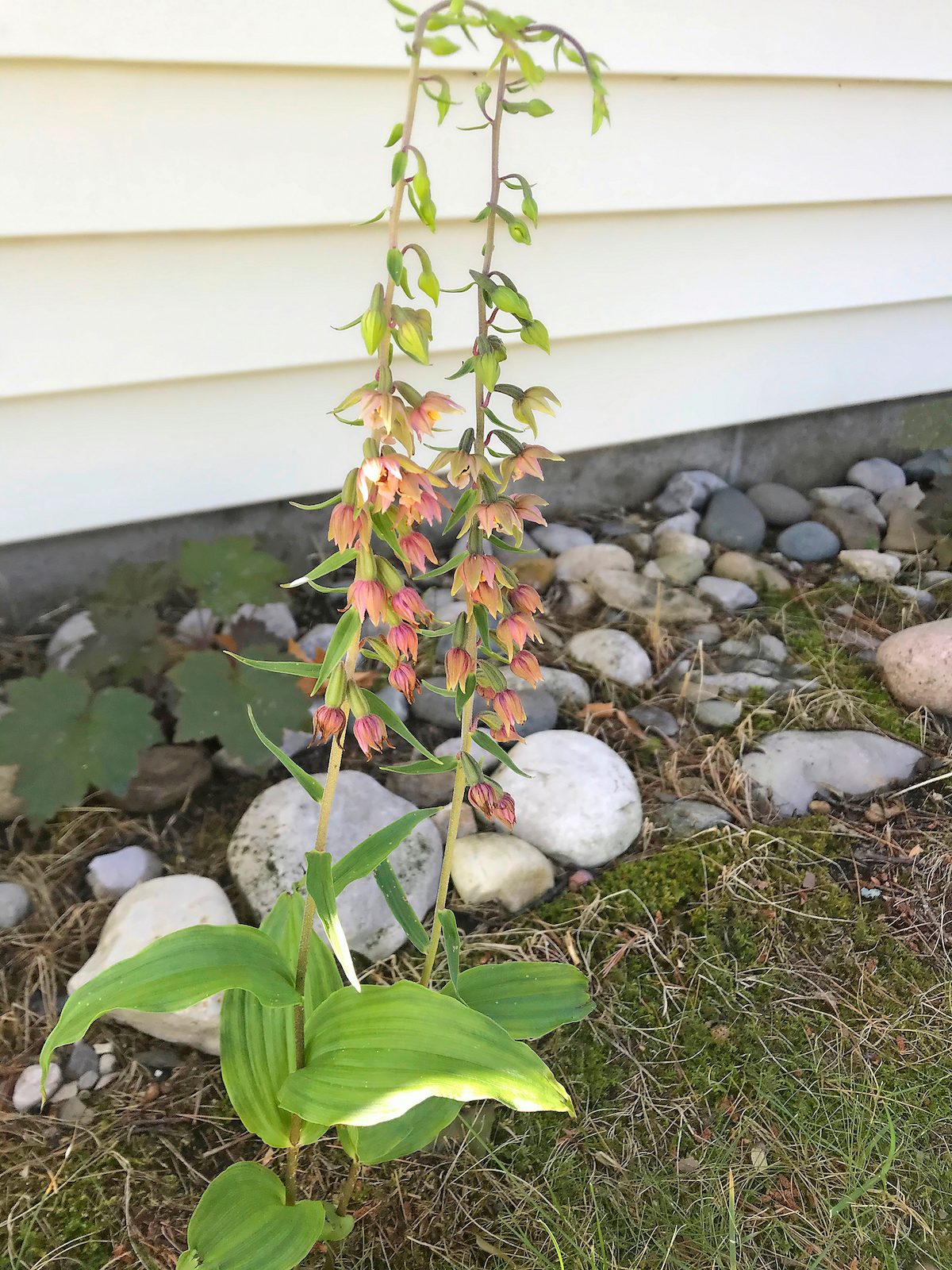 broad-leaved helleborine (Epipactis helleborine)