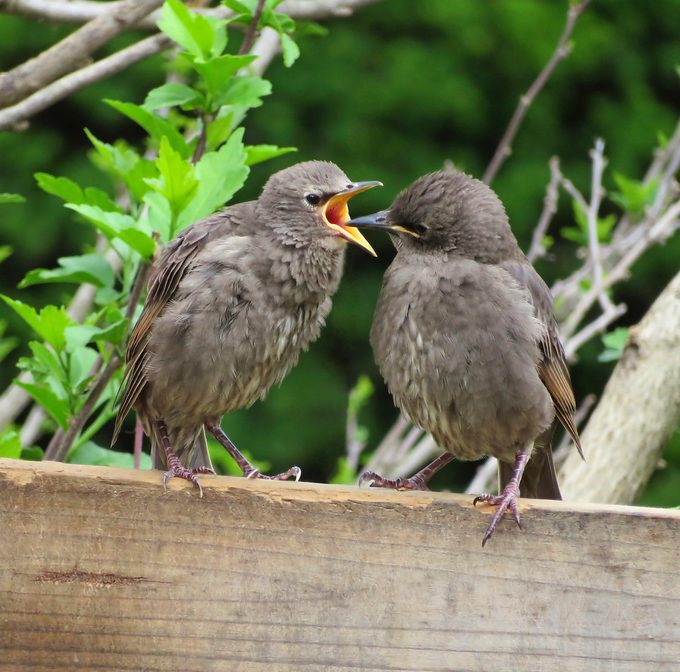 juvenile starlings