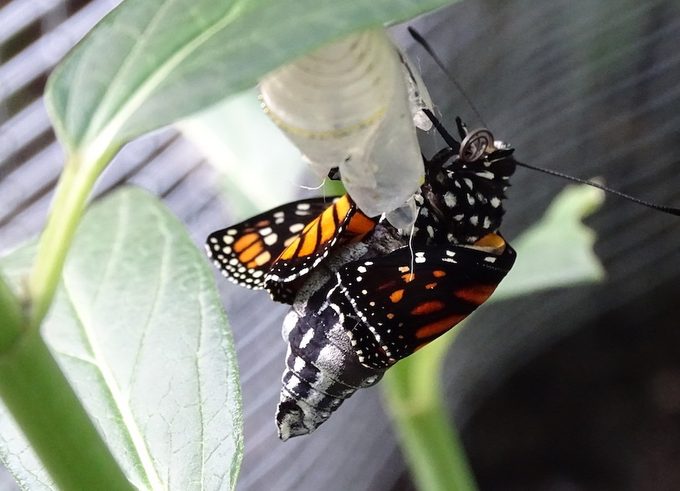 monarch butterfly emerging from chrysalis