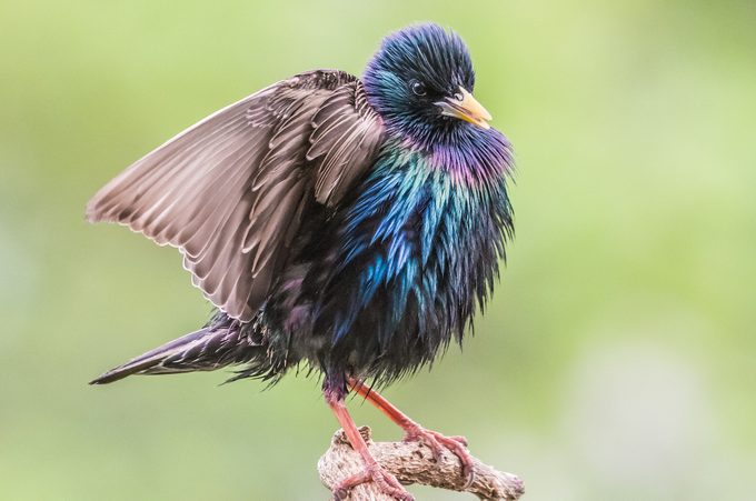 european starling