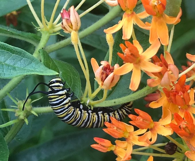 monarch butterfly caterpillar