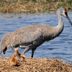 8 Interesting Sandhill Crane Facts to Know