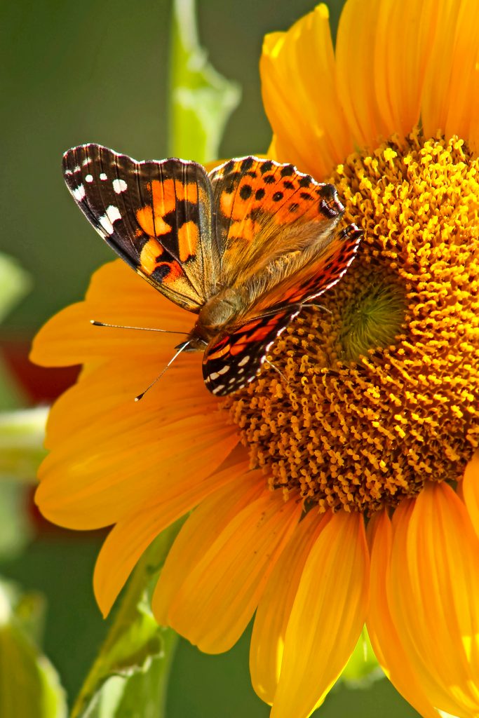 Painted lady butterfly