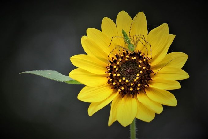 green lynx spider